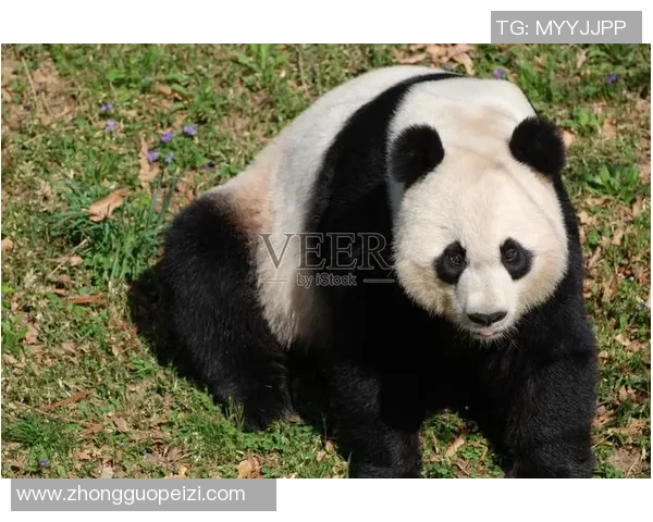 黑白俱乐部：熊猫体育高端会员专享线下观赛与交流体验活动